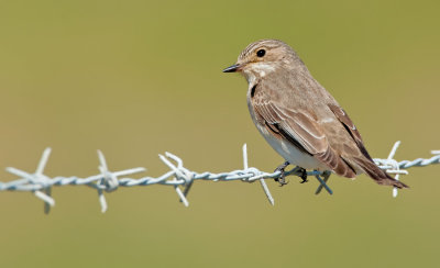 Spotted Flycatcher / Grauwe vliegenvanger