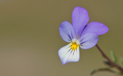 Dune pansy / Duinviooltje