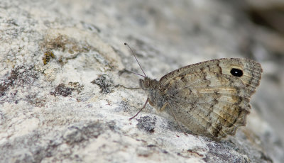 Macedonian grayling / Macedonische heremiet