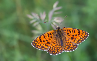 Freyer's fritillary / Centaurieparelmoervlinder