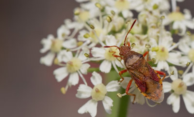 Rhopalus maculatus / Gestippelde glasvleugelwants