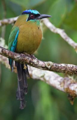 Blue-diademed Motmot / Lessons Motmot