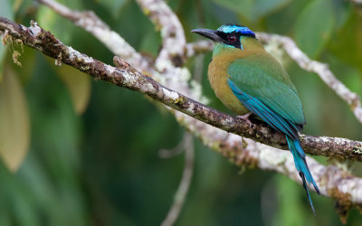 Blue-diademed Motmot / Lessons Motmot