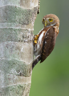 Central American Pygmy Owl / Grijskopdwerguil