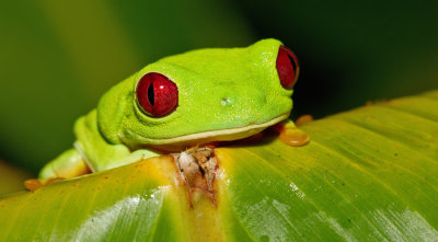 Red-eyed tree frog / Roodoogmakikikker (Pacific form)