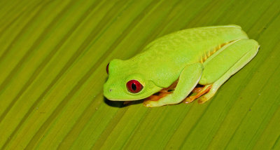 Red-eyed tree frog / Roodoogmakikikker (Pacific form)