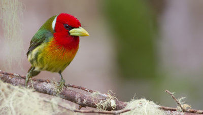 Red-headed barbet / Roodkopbaardvogel 