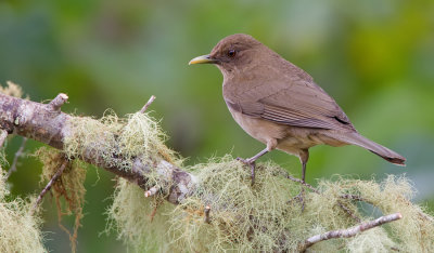 Clay-colored Thrush / Grays lijster