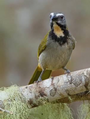 Buff-throated Saltator / Bontkeelsaltator 