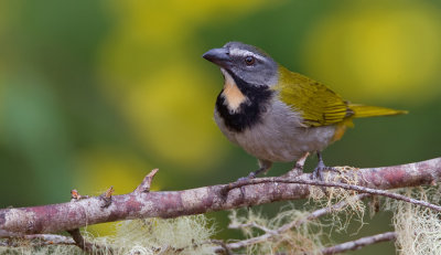 Buff-throated Saltator / Bontkeelsaltator 