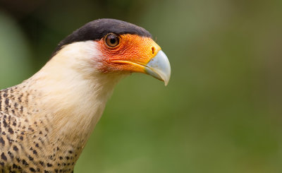 Crested caracara / Noordelijke kuifcaracara