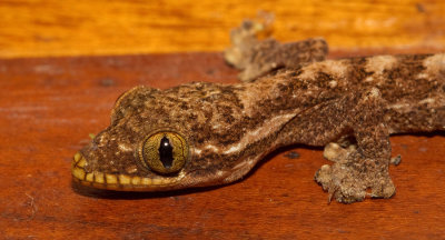 Turnip-tailed Gecko / Thecadactylus rapicauda