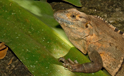 Black Iguana / Witzwarte grondleguaan