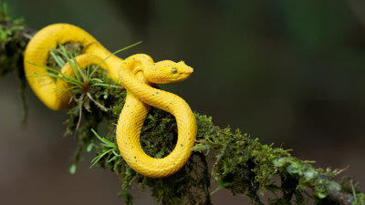 Eyelash Pit Viper / Schlegels groefkopadder