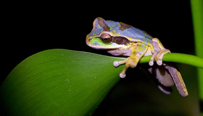 Masked Tree Frog / Smilisca Phaeota