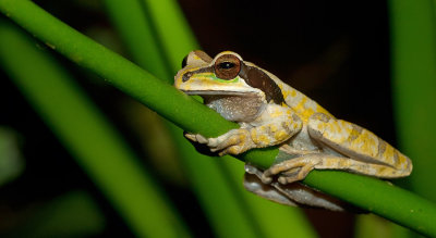 Masked Tree Frog / Smilisca Phaeota