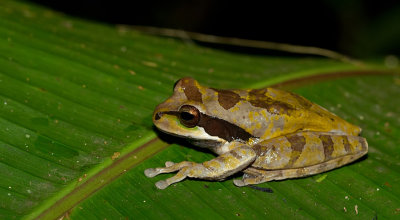 Masked Tree Frog / Smilisca Phaeota