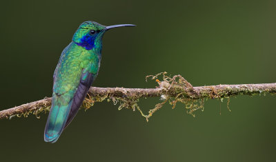 Lesser violetear / Kleine violetoorkolibrie