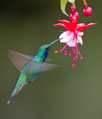 Lesser violetear / Kleine violetoorkolibrie