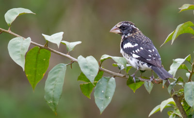 Rose breasted grosbeak / Roodborstkardinaal
