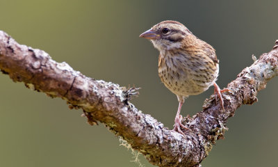 Rufous-collared Sparrow / Roodkraaggors 