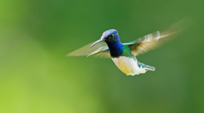 White-necked jacobin / Witnekkolibrie 
