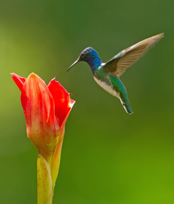 White-necked jacobin / Witnekkolibrie 