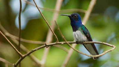 White-necked jacobin / Witnekkolibrie 