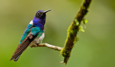 White-necked jacobin / Witnekkolibrie 