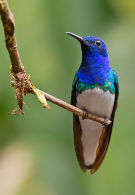 White-necked jacobin / Witnekkolibrie 