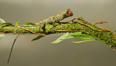 Bighead Anole / Anolis capito