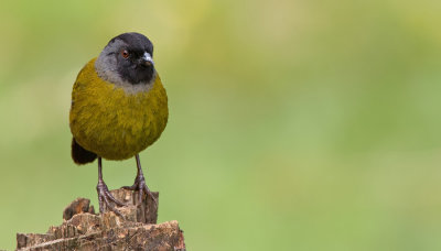 Large-footed finch / Grootpootstruikgors