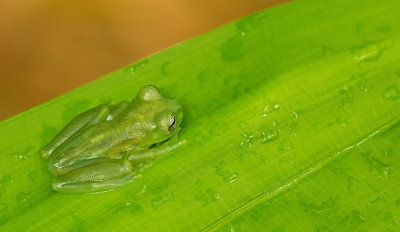 Emerald Glass Frog / Espadarana prosoblepon