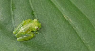 Emerald Glass Frog / Espadarana prosoblepon
