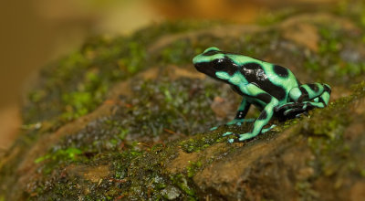 Green Poison Frog / Gouden gifkikker