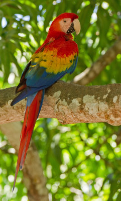 Scarlet Macaw / Geelvleugelara