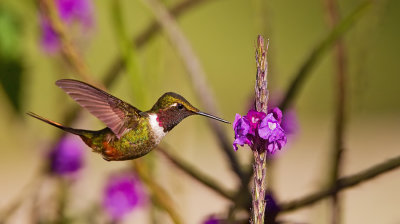 Magenta-throated woodstar / Costaricaanse boself