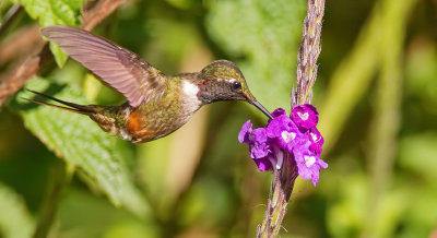 Magenta-throated woodstar / Costaricaanse boself