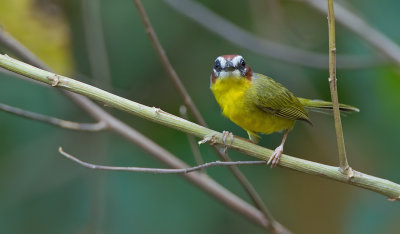 Rufous-capped warbler / Roodkapzanger