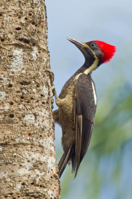 at www.pbase.com/edit  Lineated woodpecker / Gestreepte helmspecht 