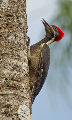 at www.pbase.com/edit  Lineated woodpecker / Gestreepte helmspecht 