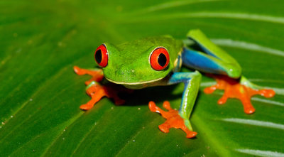 Red-eyed tree frog / Roodoogmakikikker