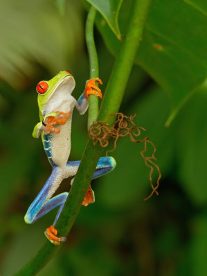 Red-eyed tree frog / Roodoogmakikikker