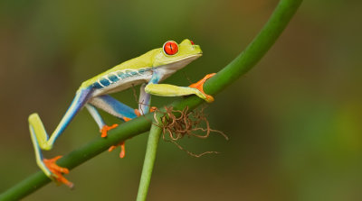 Red-eyed tree frog / Roodoogmakikikker
