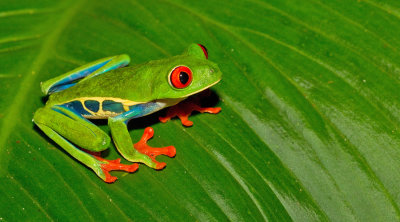 Red-eyed tree frog / Roodoogmakikikker