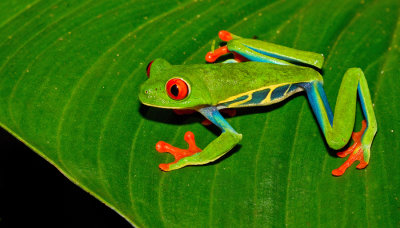 Red-eyed tree frog / Roodoogmakikikker