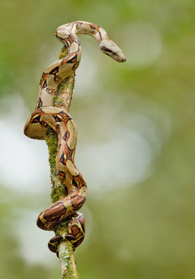 Central American Boa / Boa constrictor imperator