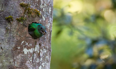 Resplendent Quetzal / Quetzal