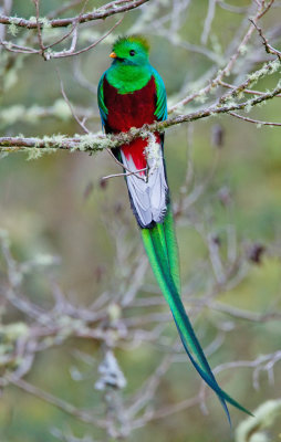 Resplendent Quetzal / Quetzal