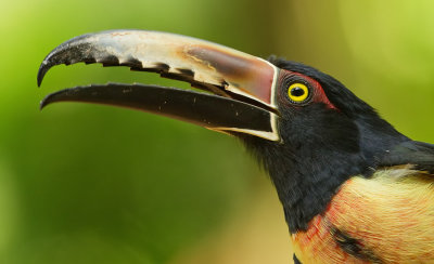 Collared Araari / Halsbandarassari